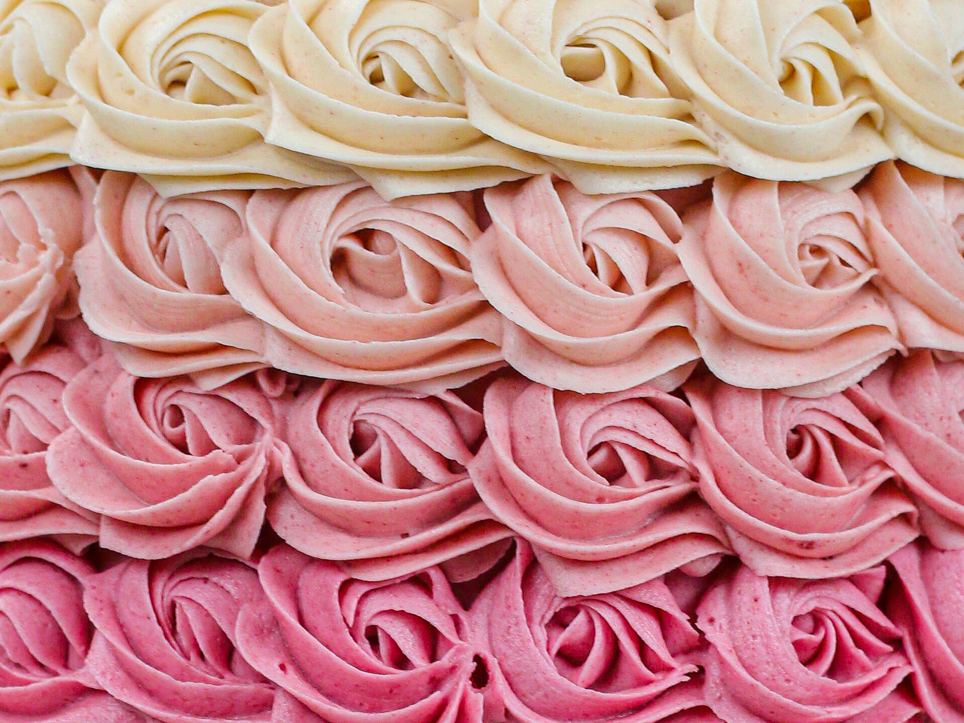 image of close up shot of perfect pink ombre buttercream rosettes made by chelsey white of chelswets